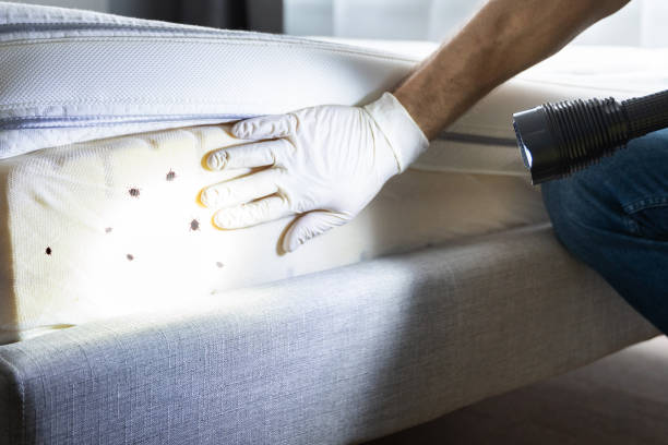 Best Pest Removal Services  in Eton, GA