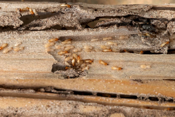 Professional Pest Control in Eton, GA